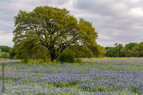 Wallpaper Mural bluebonnets in a field Torontodigital.ca