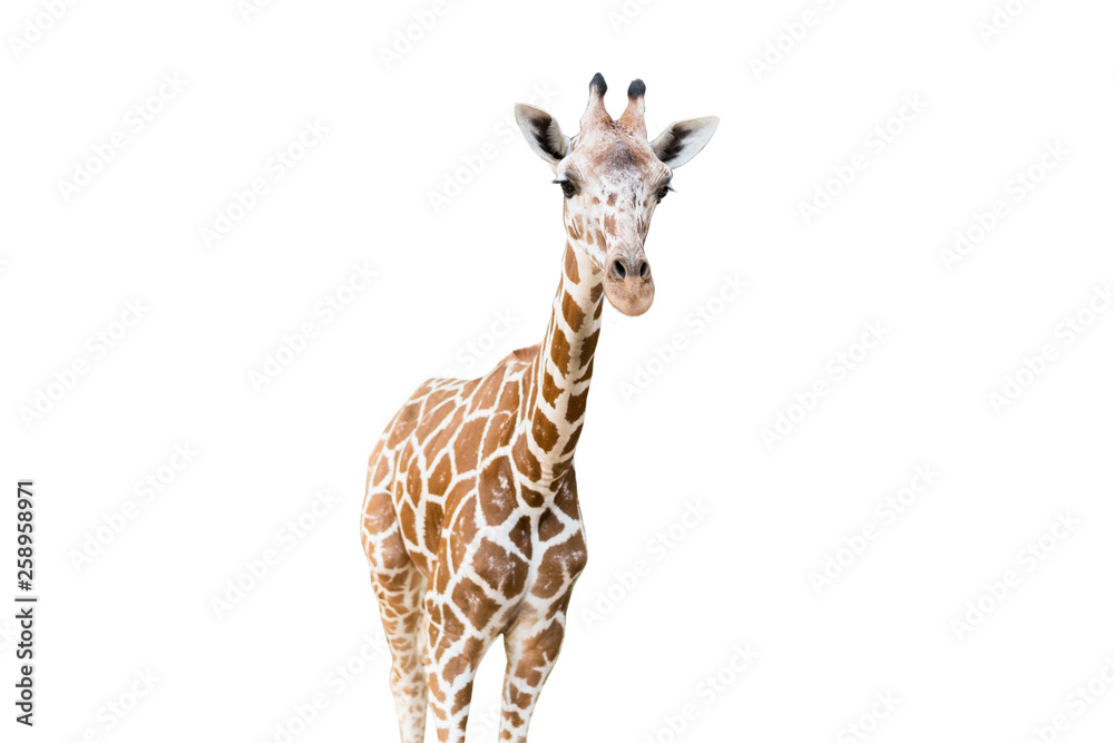 Naklejka premium Giraffe on white background