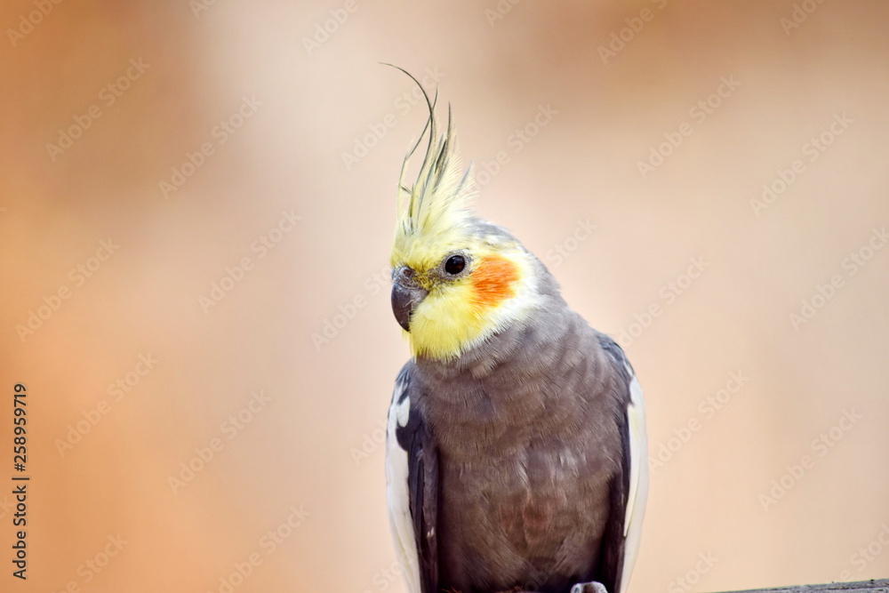 Grey Cockatiel ymphicus Hollandicuson on Branch