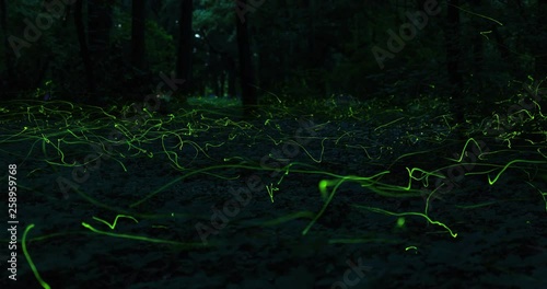 Timelapse of firefly swarming
