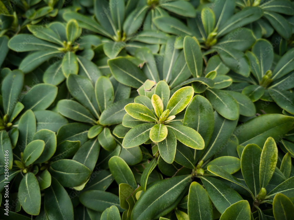 Obraz premium Green plant close up