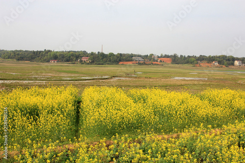Fields of flowers in early spring in jiangnan, China