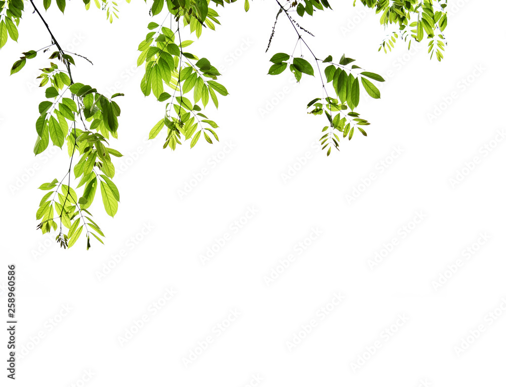 Natural green, white background. There is space for entering text. Natural green, white background. There is space for entering text.
