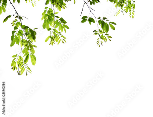 Natural green, white background. There is space for entering text.