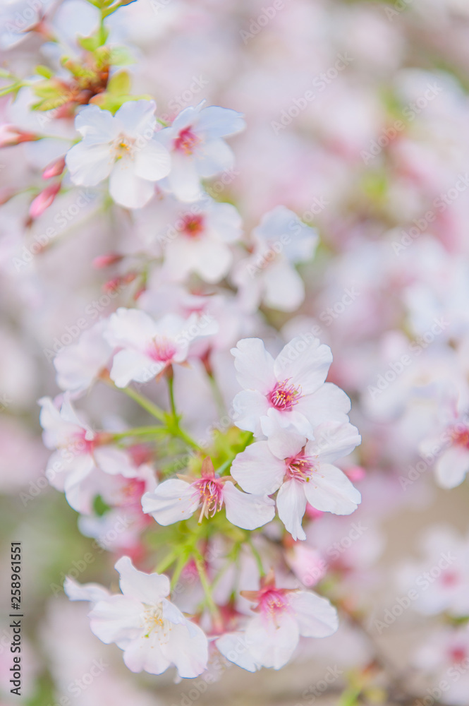 Cherry blossoms blooming under the blue sky