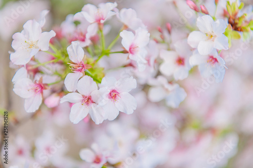 Cherry blossoms blooming under the blue sky