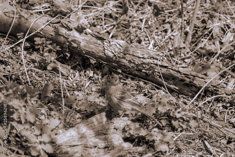 Blick auf einen kleinen Vogel der sich auf dem Waldboden befindet