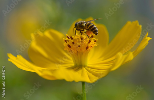 Bee on yellower flower