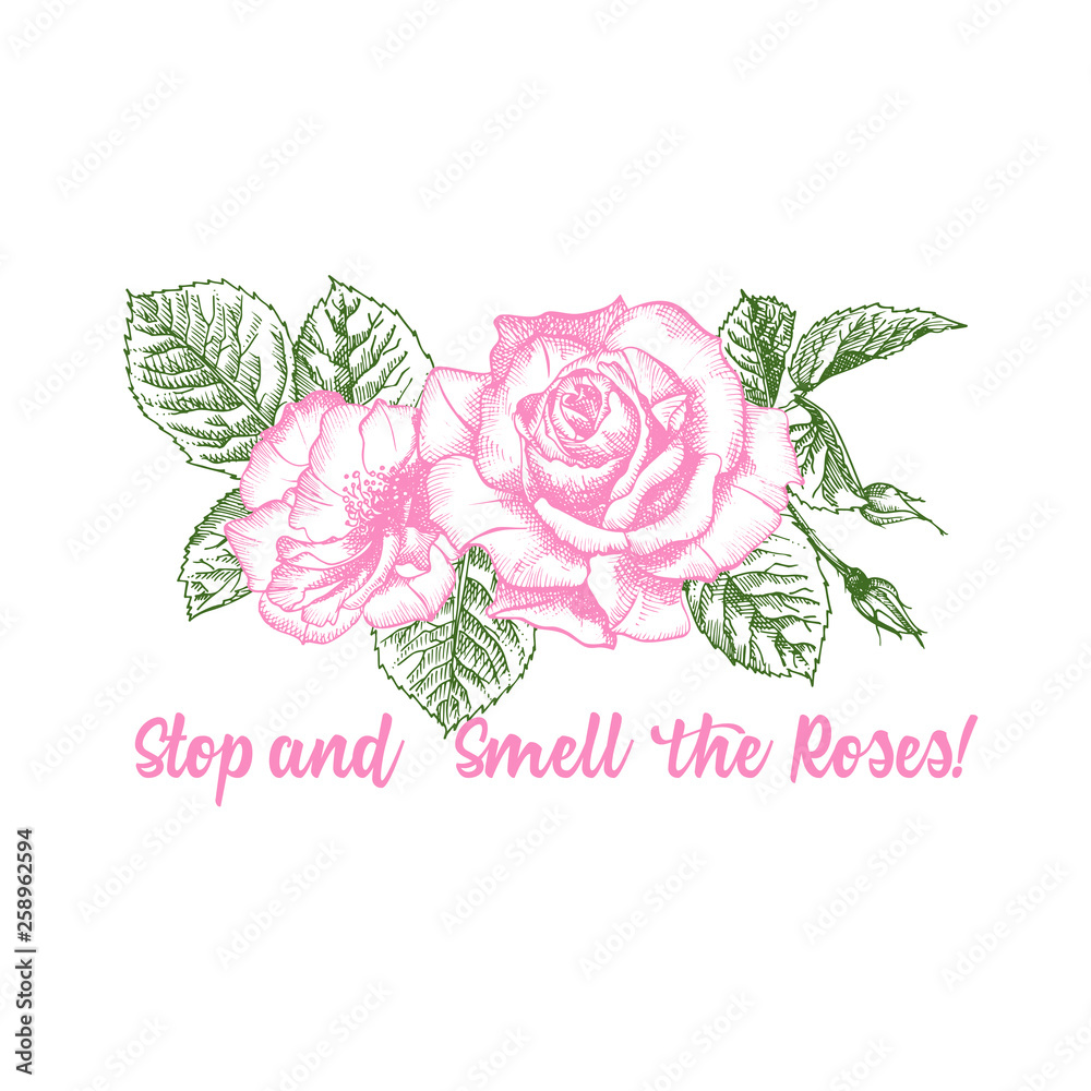 Rose flower sketch in engraving style on white background. Pink and green color. T-shirt print. Love background. Typography design. Lettering text Stop and Smell the Roses