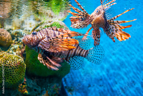 Photography Colorful lion fish in aquarium