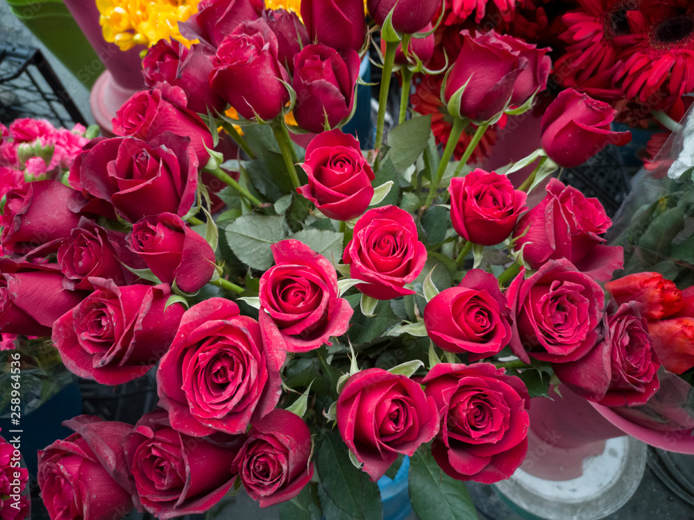 Obraz premium Red roses background