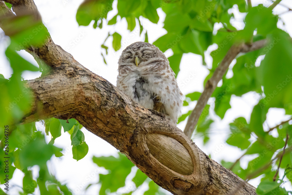 Spotted Owlet is resting on a tree Spotted Owlet is resting on a tree
