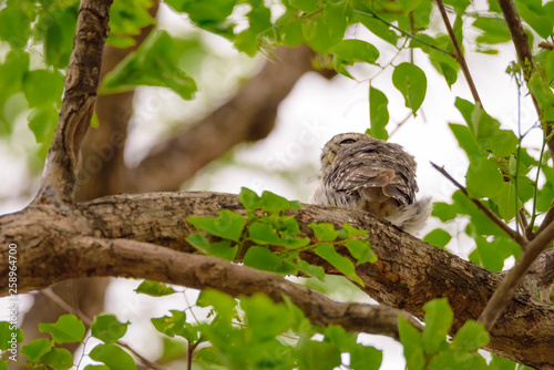 Spotted Owlet is resting on a tree