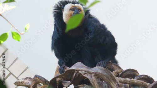 Detail of a male White faced Saki moving on the tree branches. Moving camera. Low angle shot. Blurred effects photo