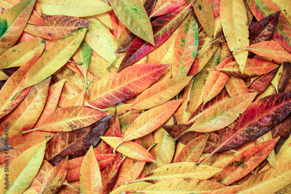 Abstract colorful autumn leaves background. Abstract colorful autumn leaves background.