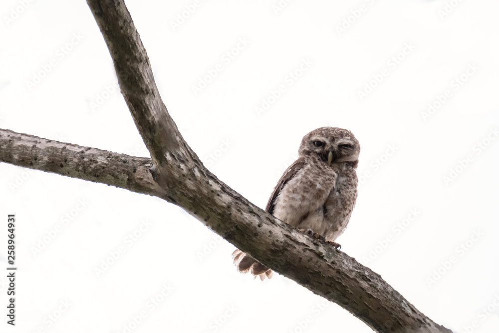 Spotted Owlet is resting on a tree