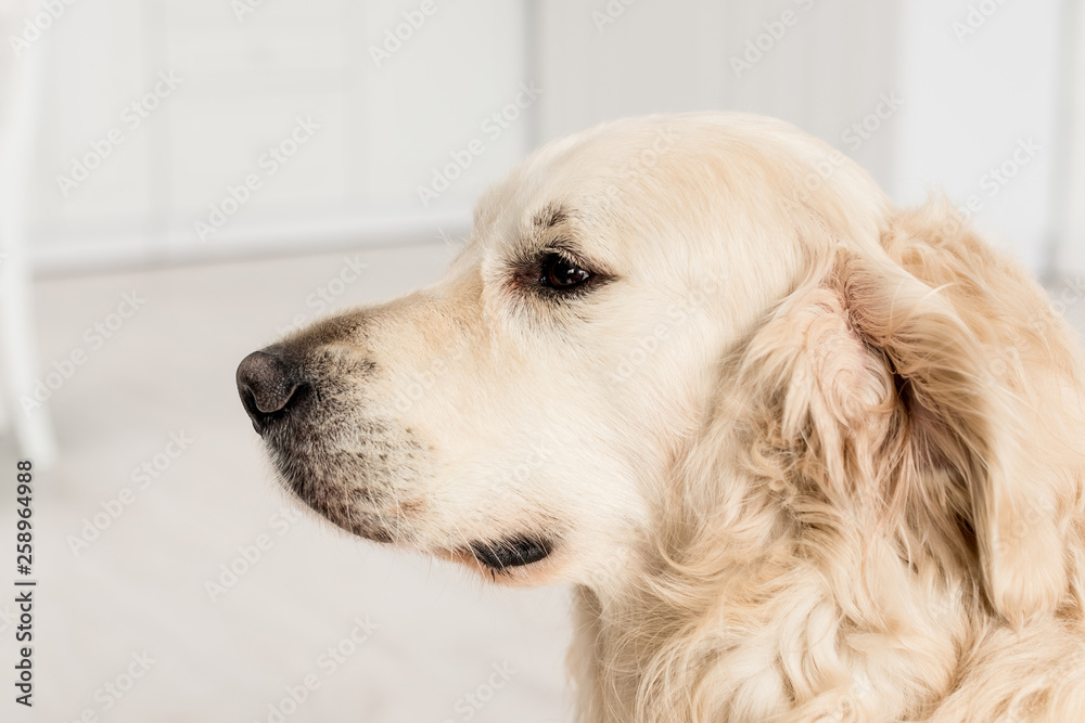 side view of cute golden retriever looking away in apartment side view of cute golden retriever looking away in apartment