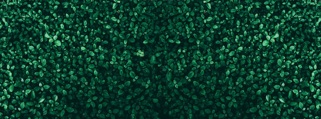 Tropical green leaf background, Dark tone theme.