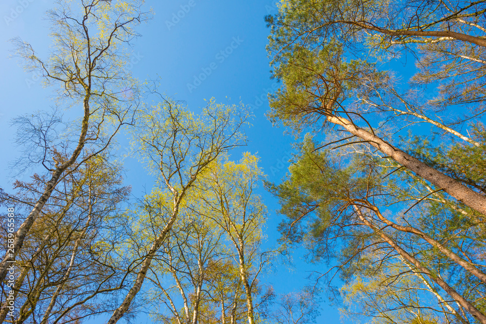 Canopy of trees in a blue sky in sunlight in spring