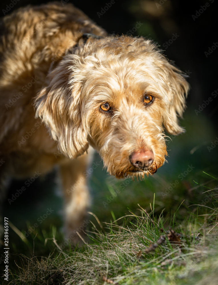 The Golden Labradoodle The Golden Labradoodle