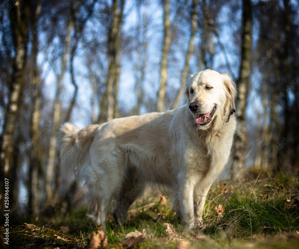The Golden retriever The Golden retriever