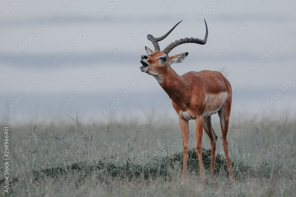 Naklejka premium Impala in Massai Mara