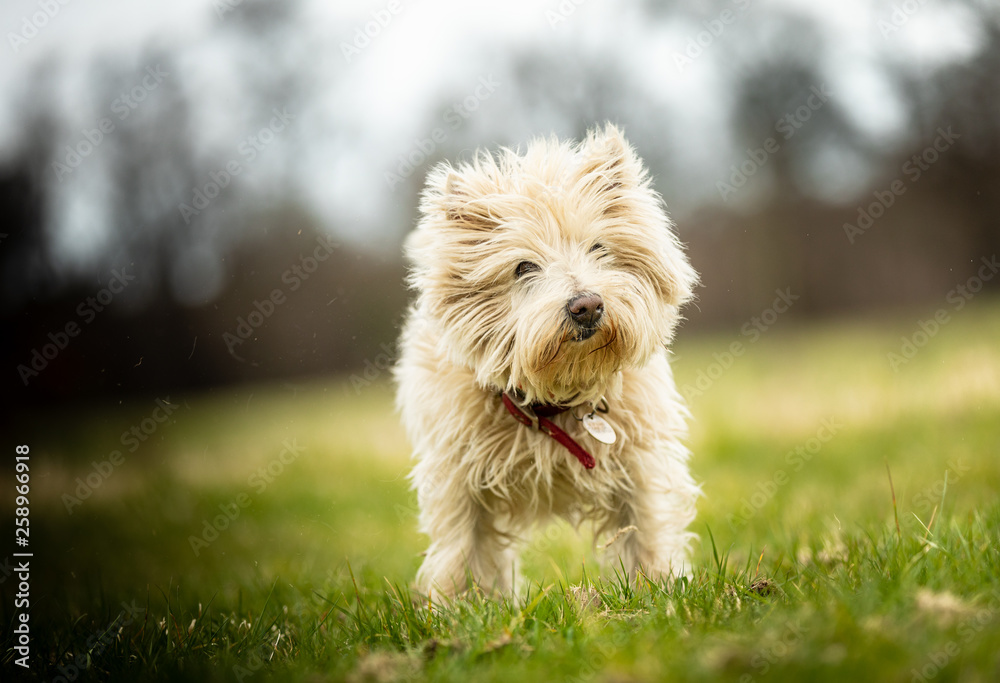 The Terrier The Terrier