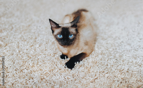 Haughty, vindictive and beautiful Siamese cat resting on the carpet. A well-fed and irritated animal awaits an attack. Funny photo. Cat habits.