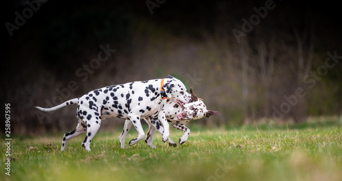 The Dalmatian