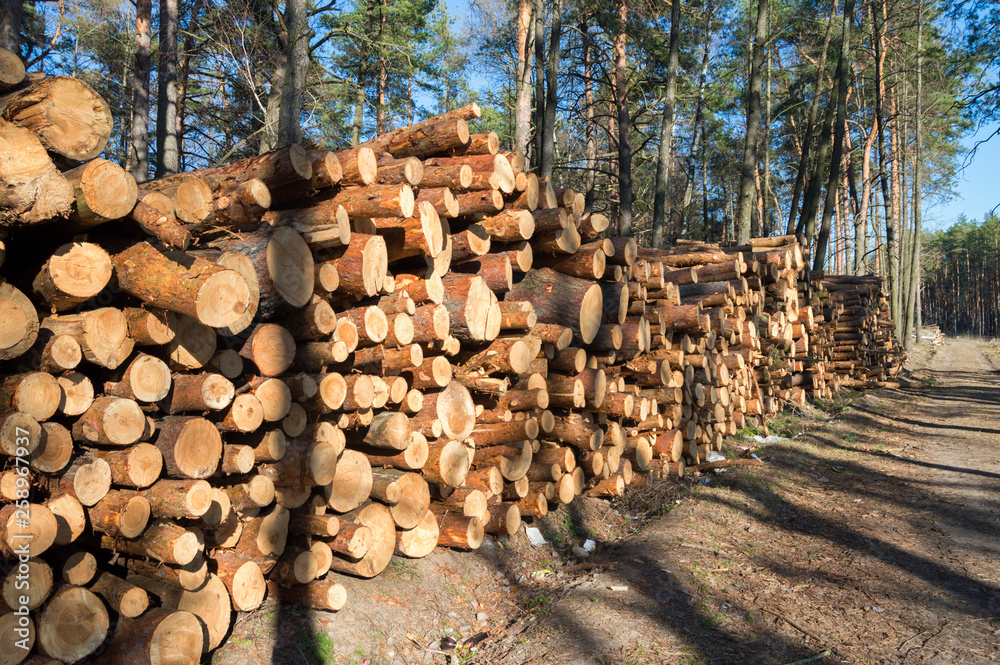 A big pile of wood in a forest road