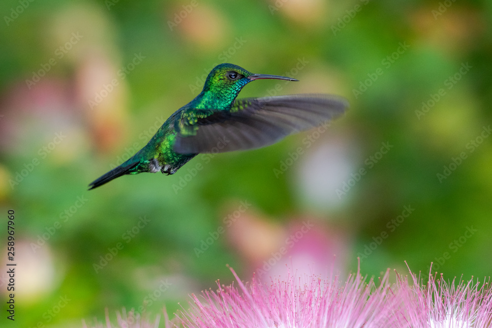 Fototapeta premium Blue-chinned Sapphire hummingbird, Chlorestes notata, in flight hovering in a Calliandra tree (powderpuff tree).