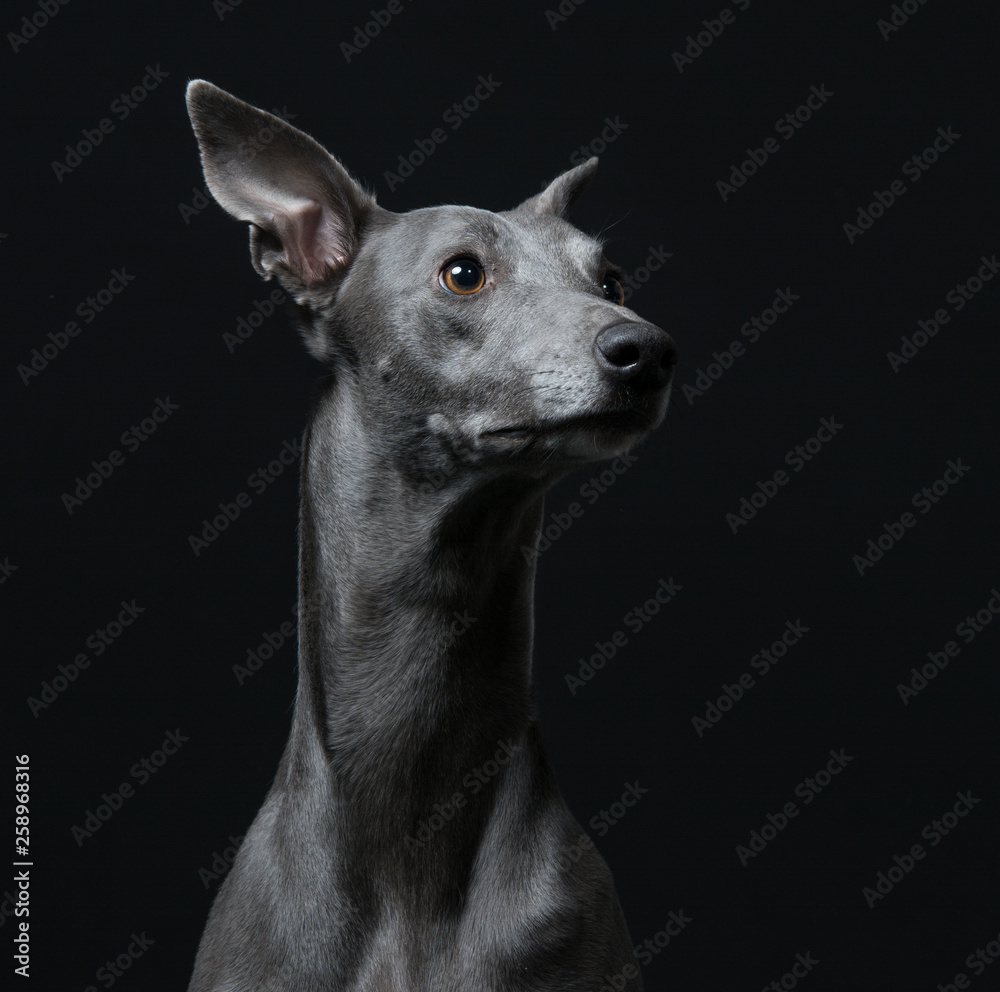 greyhond portrait on black background