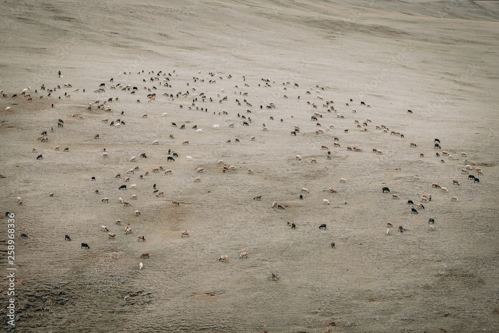 The flock of sheep and goats on the autumn steppe. Grazing on the autumn grassland.Top view. Agriculture concept. Mongolia 2018