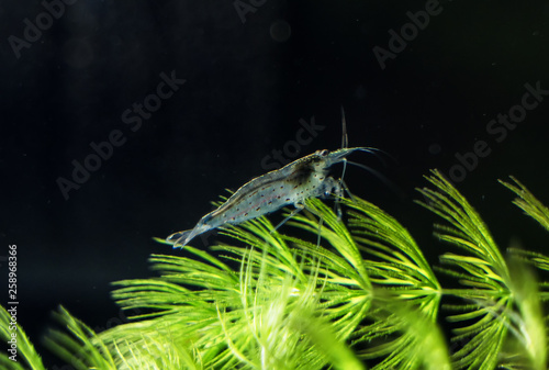 Close-up view of Freshwater Amano shrimp. Caridina multidentata. © M-Production