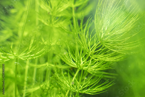 Close-up view of Freshwater Plant. Ceratophyllum demersum. photo