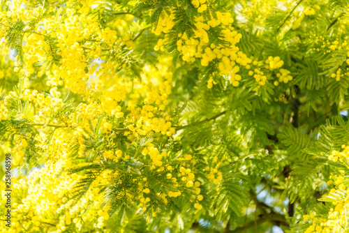 Mimosa plant in French Riviera in a sunny winter day