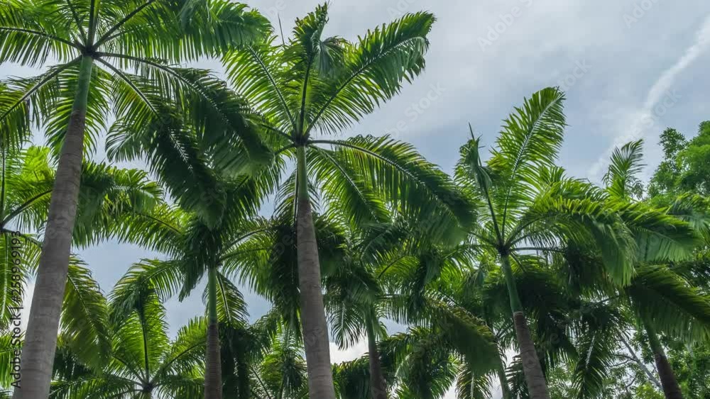 Coconut trees in Krabi Thailand Coconut trees in Krabi Thailand