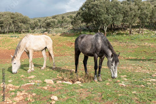 Dos caballos uno blanco y otro gris pastando en el campo