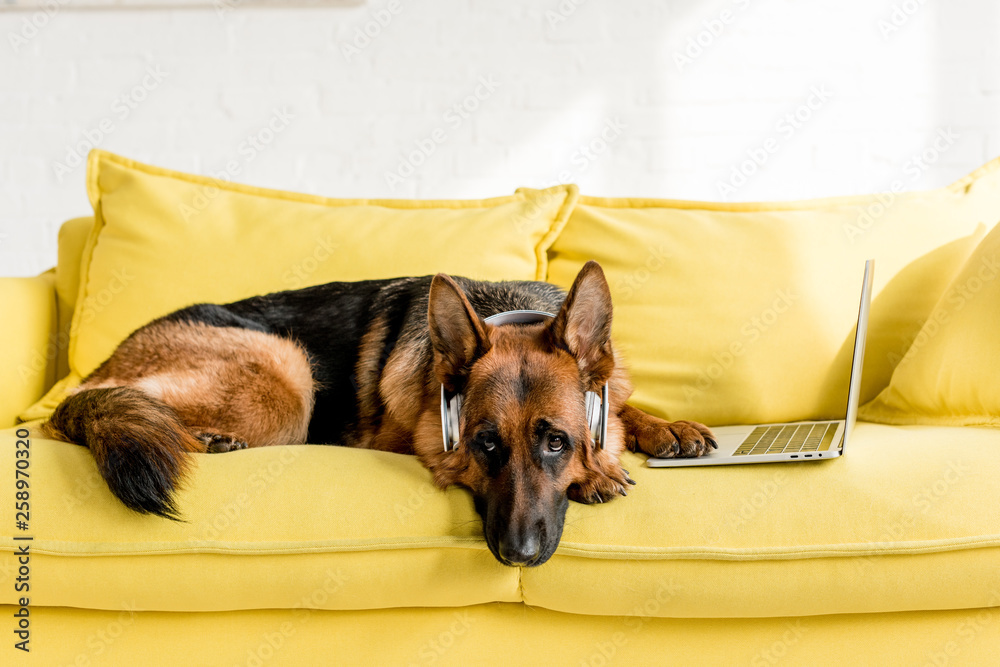 Are German Shepherds Good In Apartments