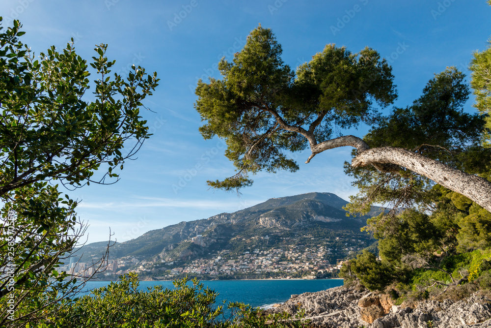 Maritime pine trunk in French Riviera in a sunny day