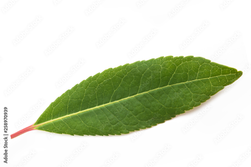 Obraz premium Strawberry tree