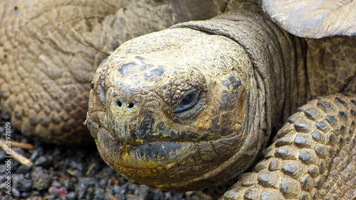 Galapagos turtle face close-up