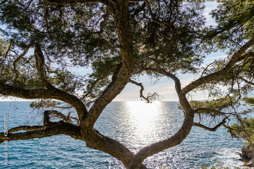 Maritime pine trunk in French Riviera in a sunny day