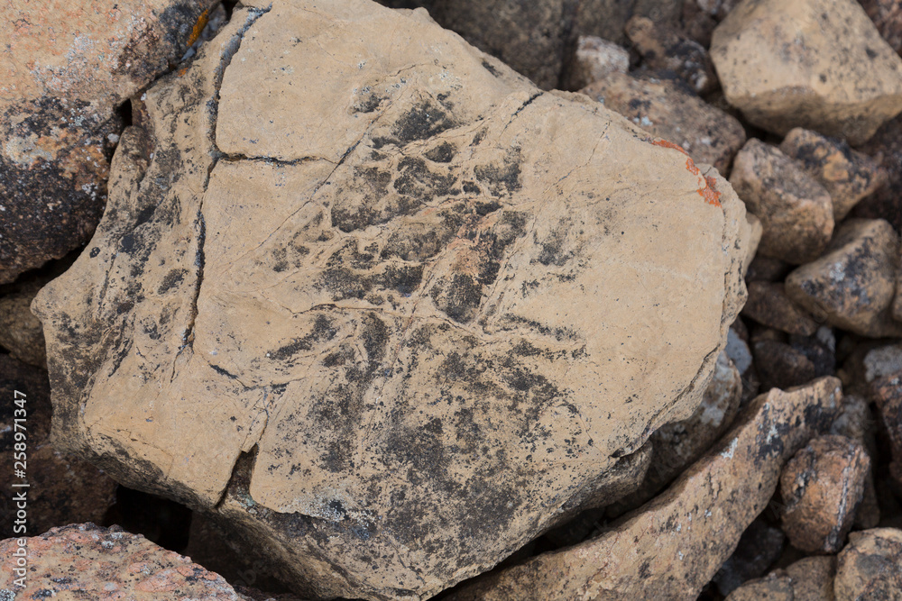 Obraz premium Stone with the imprint of an ancient animal. Archaeological find.