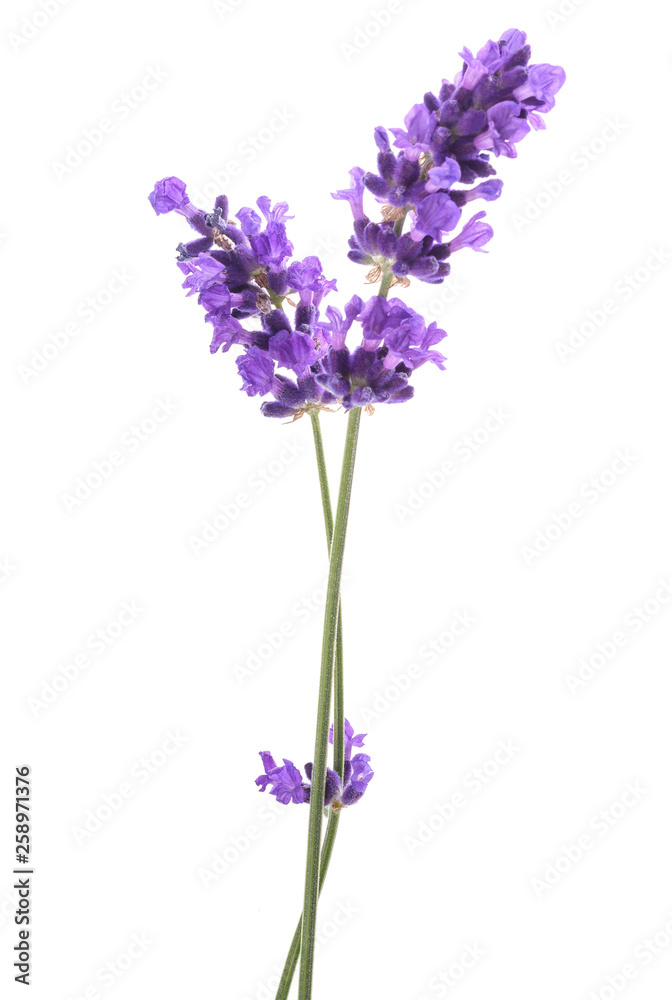 Fototapeta Lavender flowers