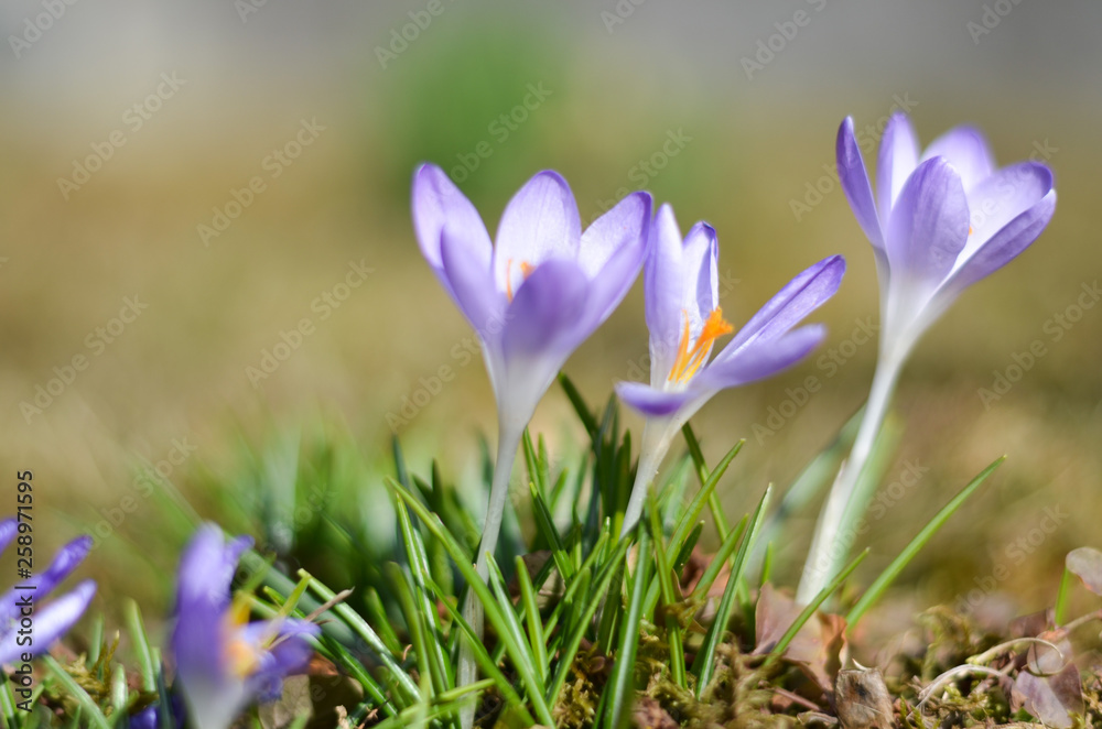 Krokusse in Nahaufnahme im Garten Krokusse in Nahaufnahme im Garten
