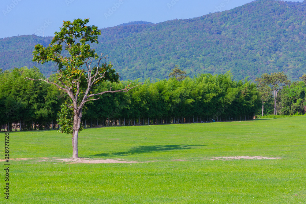 The tree on the green meadows and mountains on the day of the blue sky. The tree on the green meadows and mountains on the day of the blue sky.