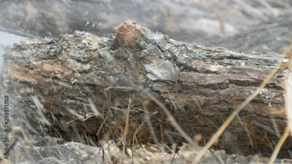 Man cuts dry tree trunks with chainsaw, sawdust fly everywhere Man cuts dry tree trunks with chainsaw, sawdust fly everywhere