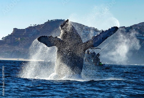 hump back whale jumping