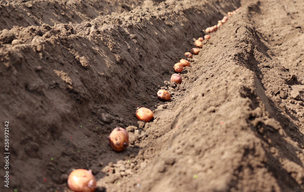 potatoes that are sprouted are sown in the ground potatoes that are sprouted are sown in the ground